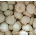 Golden Supplier of Pure White Garlic in 10kg Carton